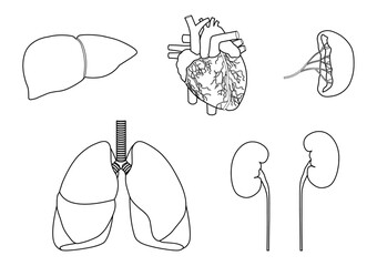 人間の主要な臓器の肝臓と心臓と脾臓と肺と腎臓の線画 - obrazy, fototapety, plakaty