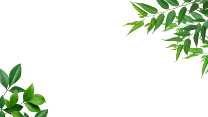 新緑の木の葉による背景フレーム