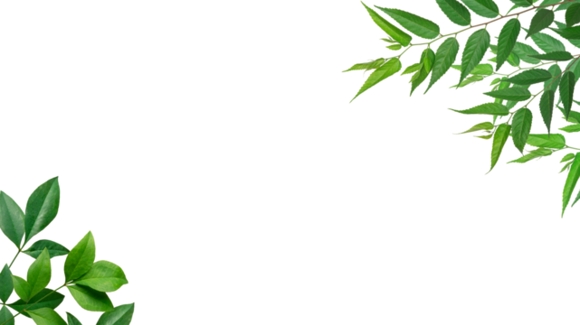 新緑の木の葉による背景フレーム