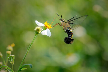 humming mot on a flower