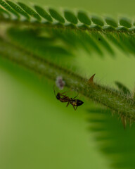 Plant and Flower