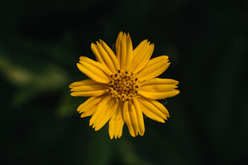 Plant and Flower