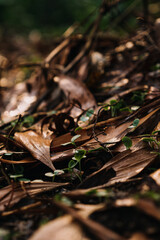 Plant and Flower