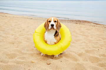 A cute beagle dog in a floating ring sits on a sandy beach. Summer vacation at the sea. 