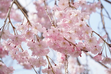 Naklejka premium 桜