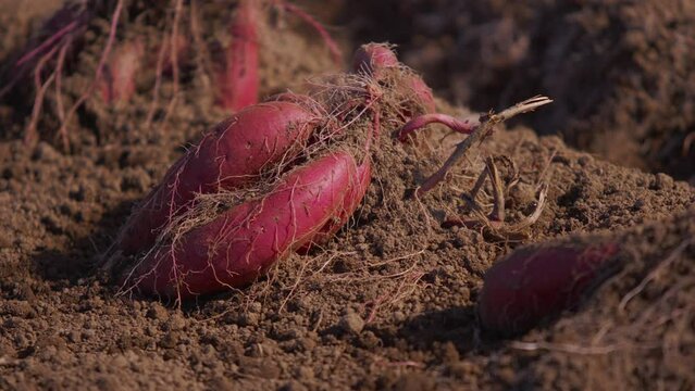 さつまいもの収穫 とみつ金時 福井県 あわら市