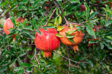 Ripe pomegranate fruits on a pomegranate tree in a garden. Ripe pomegranate fruits hanging on a tree branch in the garden.