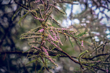pink flowers