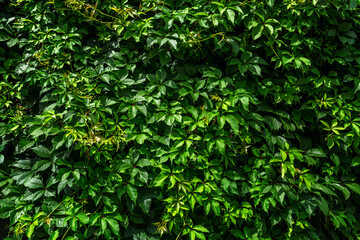Dense green hedge of wild grapes. Background Space for text.
