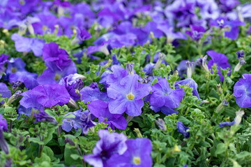 Obraz premium Violet, purple flowers of surfinia, petunia. Spring flowers. Seasonal gardening. Purple surfinia blossom. Violet bloom of surfinia (ampelous petunia).