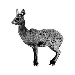 Klipspringer hand drawing vector isolated on background.