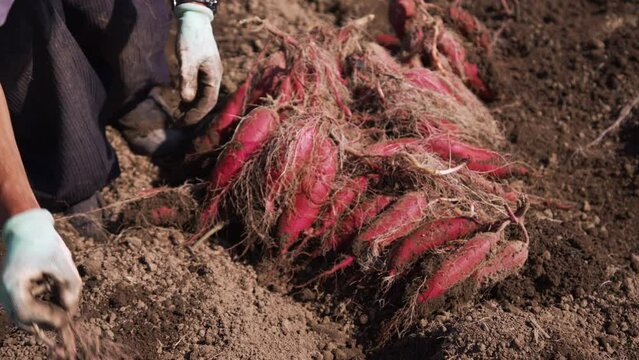 さつまいもの収穫 とみつ金時 福井県 あわら市