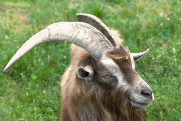 Mountain goat with curled horns. In the zoo enclosure. Close-up.