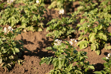 Green potato bushes planted in rows on a farm field. Agriculture summer sunny day. Vegetables field. Selective focus
