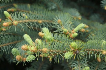 Fresh light green shoots of blue spruce