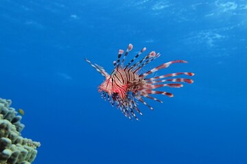Fototapeta na wymiar Red bright lionfish in the blue tropical ocean with the coral reef. Scuba diving adventure with marine life. Predator fish portrait in the sea. Scuba dive with the lionfish.