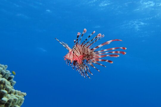 Red bright lionfish in the blue tropical ocean with the coral reef. Scuba diving adventure with marine life. Predator fish portrait in the sea. Scuba dive with the lionfish.