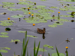 Female mallard with small ducklings in wildlife on the river on a sunny day. The breeding season of wild ducks. Mallard with a brood in a colorful spring place. Little ducklings with mother duck