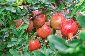 Ripe pomegranate fruits on a pomegranate tree in a garden. Ripe pomegranate fruits hanging on a tree branch in the garden.