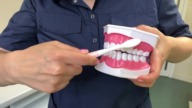 No face female doctor dentist shows on a plastic model of the human jaw how to properly brush your teeth with a toothbrush