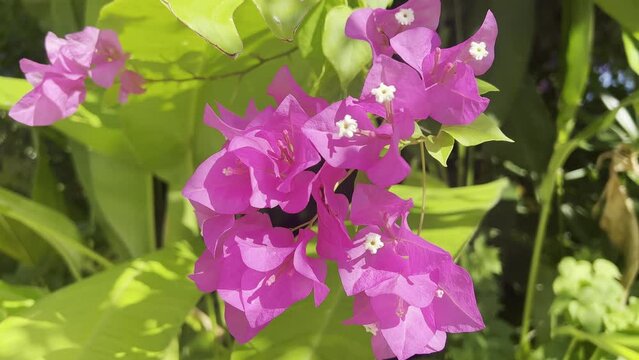 Vibrant Blooms: Captivating Nature's Bougainvillea Blossom