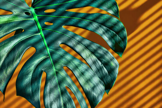 Green leaf with sun