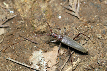 地面を移動するホソカミキリの成虫（マクロレンズ使用・ストロボ＋自然光・接写写真）