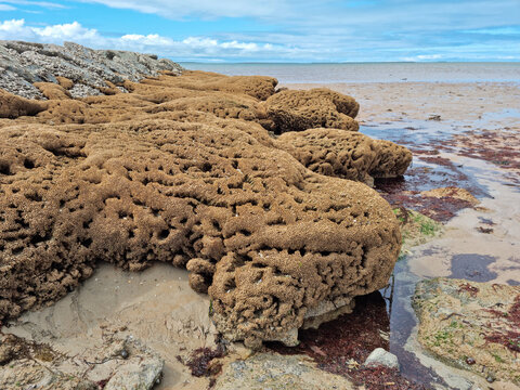Honeycomb worm. Ver marin, Hermelles (Sabellaria alveolata). Littoral Atlantique, France 
