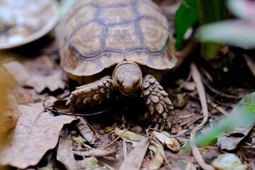 turtle on the ground