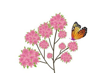 butterfly on flowers on white background