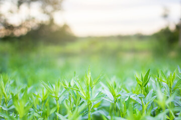 green grass background
