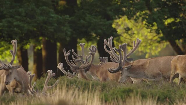 Large Herd of Red Deer in Forest Meadow, Cinematic Slow Motion Close Up, Sunset, Golden Hour