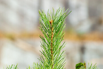 Young Fir Branch with Spider Web on the Background of a Marble Quarry