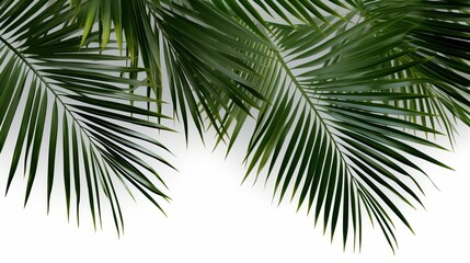 Leaf minimal summer plant texture wallpaper banner panorama illustration - Tropical palm tree leaves isolated on white background (Generative Ai)