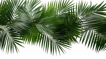 Leaf minimal summer plant texture wallpaper banner panorama illustration - Tropical palm tree leaves isolated on white background (Generative Ai)