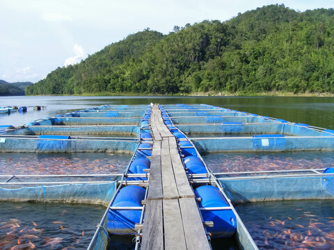 the red tilapia fish in cage culture