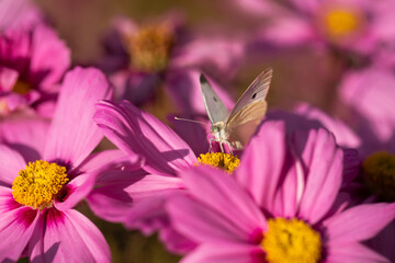 motyl na kwiatku kosmosa, onętka, butterfly on cosmos flower,