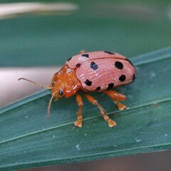 Lady bug
