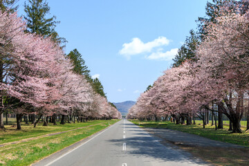 北海道新ひだか町、約2200本の桜が咲き誇る二十間道路の桜並木【4月】