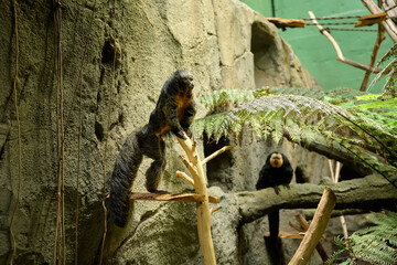 Two monkeys climbing on trees at Aquatis in Lausanne