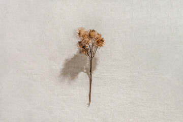 Aesthetic minimalist autumn floral card, dried meadow wild flower on neutral beige linen background