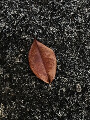leaf on the ground