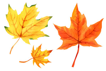 watercolor set of autumn leaves, group of orange maple leaves, hand drawn illustration of yellow and orange autumn leaves, sketch isolated on white background
