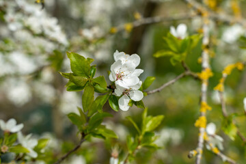 White cherry plum (Prunus cerasifera) blossoms