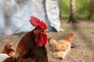 Close up of rooster with beak open behind metal fence in chicken enclosure