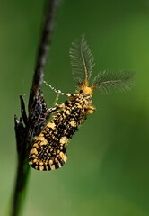 Fungus moth // Holzmotte (Euplocamus ophisa) - Pinios Delta, Greece