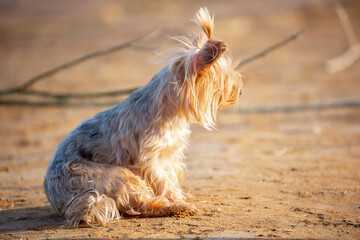 The dog walks along the sandy beach. The puppy enters the sea water for bathing. The pet plays with the owner on vacation.