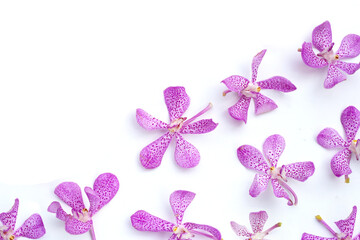 Beautiful purple orchid flower on white background.