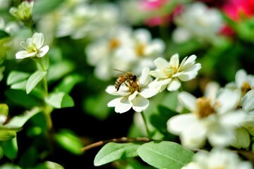 close up of a flower
