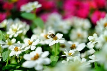 close up of a flower